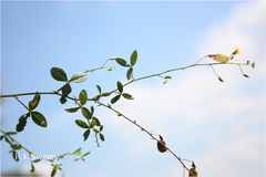Crotalaria orixensis